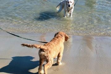 Jeśli szukasz plaży ze smyczą, nie szukaj dalej niż Delaware Seashore State Park. Ta plaża pozwala psom chodzić na smyczy przez cały rok, co czyni ją świetną opcją dla właścicieli psów, którzy wolą trzymać swoje zwierzęta blisko siebie. Z kilometrami piaszczystej linii brzegowej do odkrycia, ty i twój futrzany przyjaciel będziecie mieli mnóstwo miejsca na rozprostowanie nóg i rozkoszowanie się słońcem.