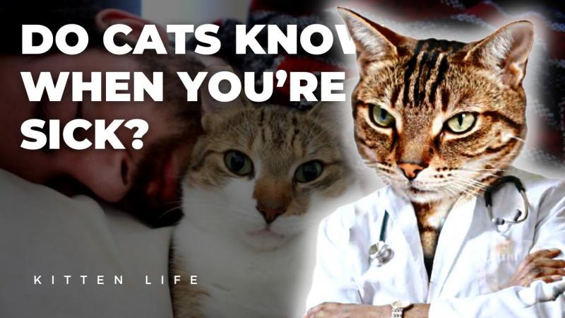 Czy koty wiedzą, kiedy jesteś chory? Interesujące fakty i często zadawane pytania