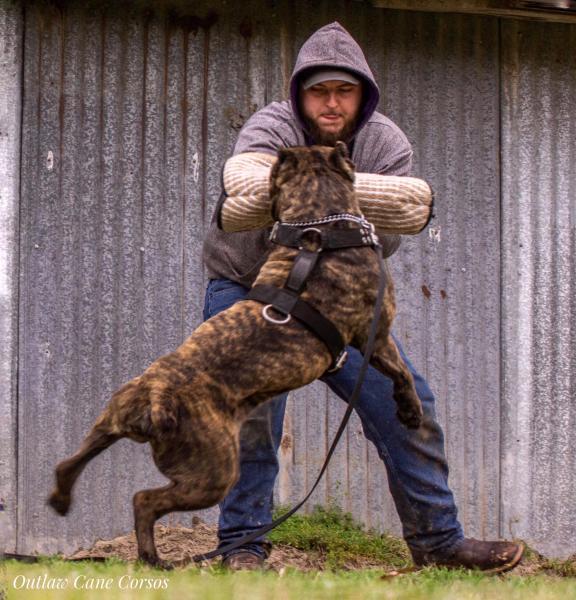 Czy Cane Corso jest dobrym psem stróżującym? Temperament i cechy osobowości