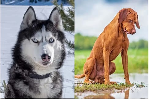 Charakterystyka rasy Vizsla Husky Mix