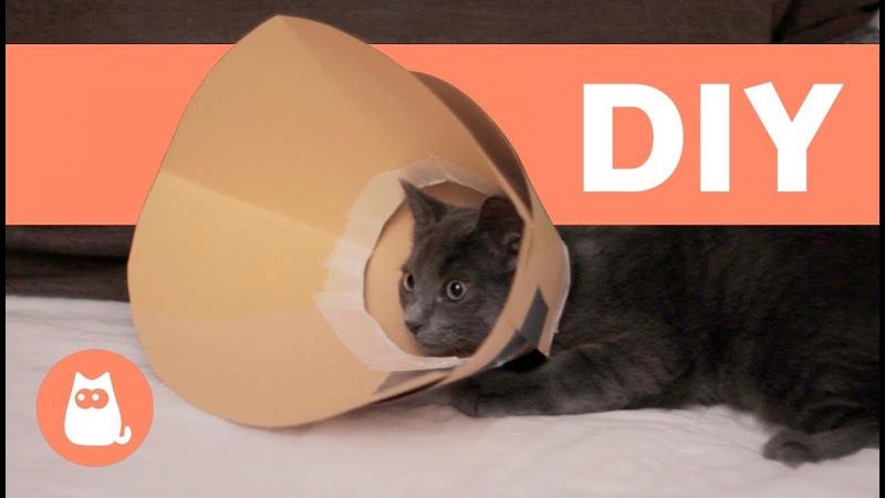 6 obroży DIY Cat Cone, które możesz wykonać w domu (ze zdjęciami)