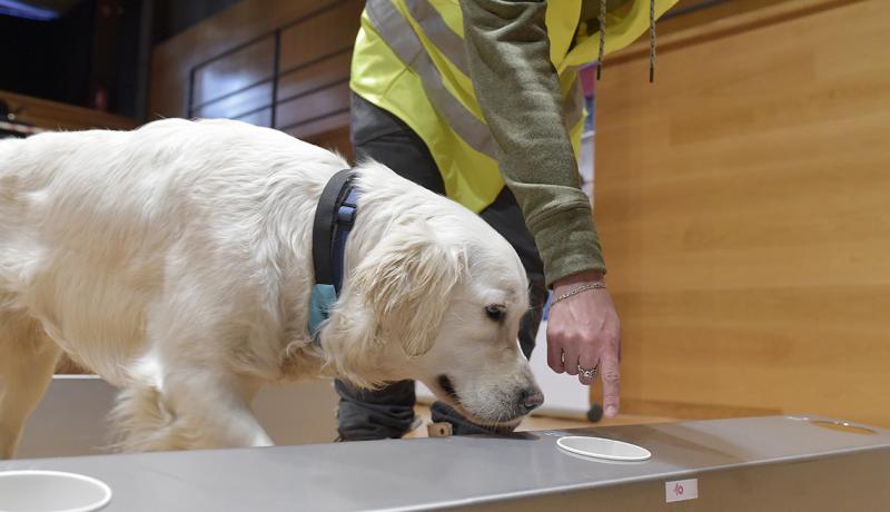 Psy wykrywające COVID - dokładność, szkolenie i kto ich używa