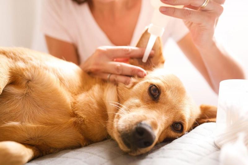 Jak diagnozuje się krwiaki ucha u psów?