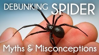 7 najważniejszych mitów i błędnych przekonań na temat pająków