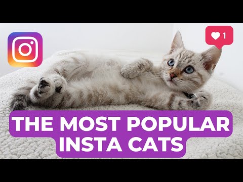 Jesteś miłośnikiem kotów? Uwielbiasz przeglądać Instagram i podziwiać uroczych kocich przyjaciół? Cóż, czeka cię nie lada gratka! W tym artykule przedstawimy ci niektóre z najpopularniejszych kotów celebrytów na Instagramie, które podbiły serca milionów ludzi na całym świecie.