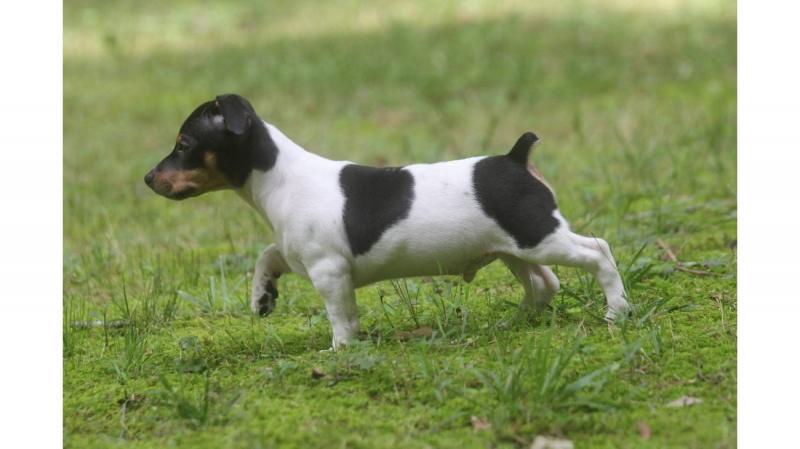 Rasa psów Teddy Roosevelt Terrier: zdjęcia, przewodnik, informacje, pielęgnacja i więcej!