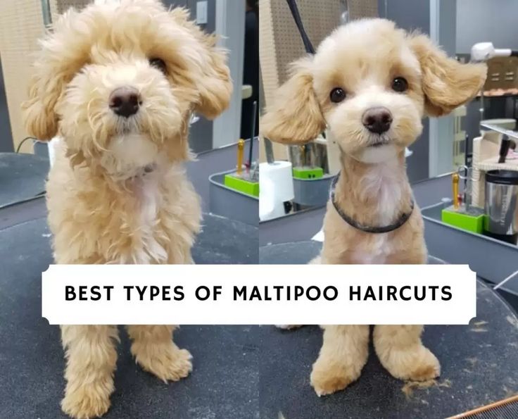 9 uroczych fryzur Maltipoo (ze zdjęciami)