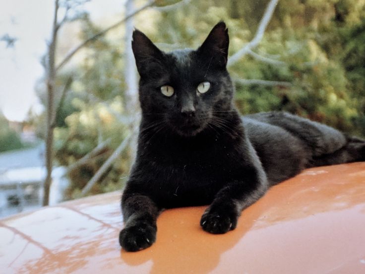21 ras czarnych kotów o pięknym czarnym umaszczeniu (ze zdjęciami)