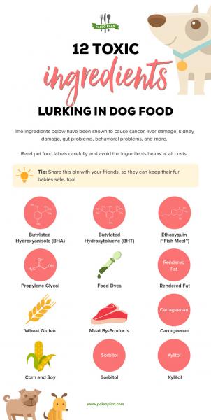 6 kluczowych składników, których należy unikać w karmie dla psów