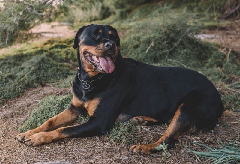 10 niezbędnych artykułów dla rottweilerów na dobry początek