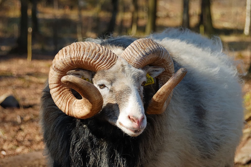 2. Owce rasy Rambouillet
