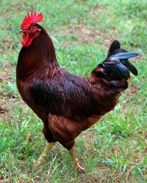 1200px-rhode_island_red_cock2c_cropped-7310102
