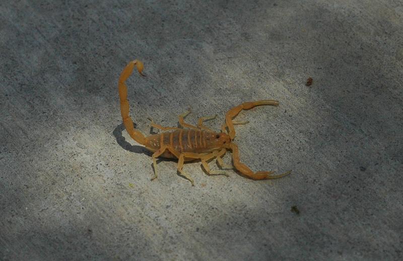 3 skorpiony znalezione w Utah (ze zdjęciami)