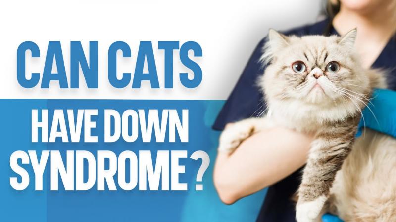 Czy koty mogą mieć zespół Downa? Nauka i informacje zatwierdzone przez weterynarzy