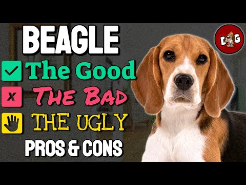 3 powody, dla których beagle są świetnymi zwierzętami domowymi