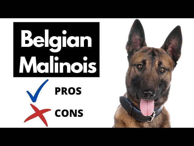 Opieka nad belgijskim malinois