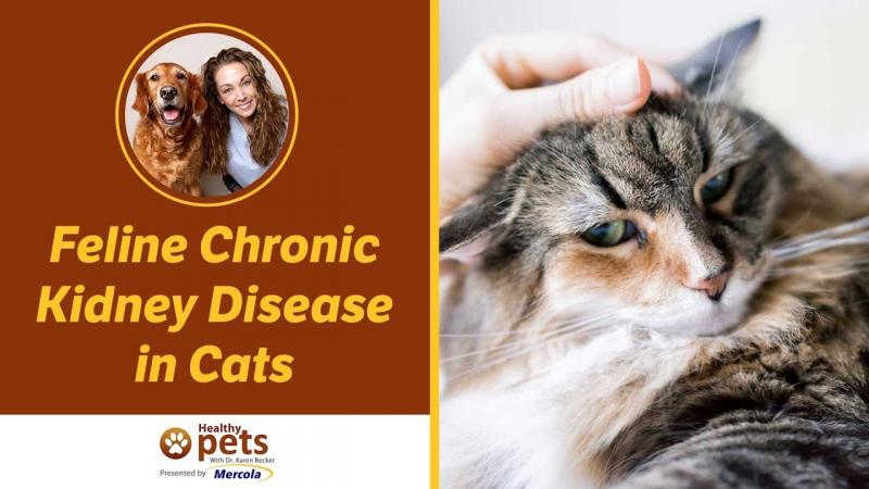 Jak długo mogą żyć koty z chorobą nerek?