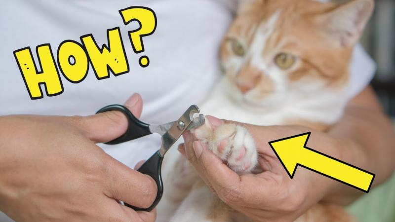 Czy mogę używać ludzkich obcinaczek do paznokci u mojego kota? Porady i często zadawane pytania