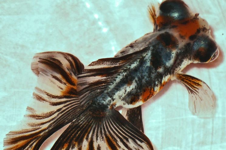 Czy złote rybki motylkowe są dobrymi partnerami w akwarium?