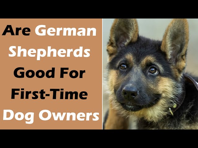 Czy owczarek niemiecki jest dobry dla początkującego właściciela psa? Zaskakująca odpowiedź!