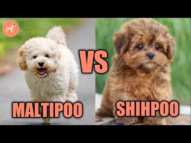 Maltipoo vs Yorkiepoo: Różnice (ze zdjęciami)