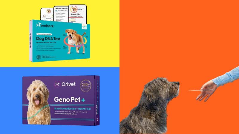 DNA My Dog Breed ID Test Review 2024: Czy jest to dobry wybór?