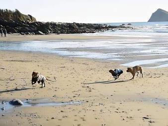 Dla tych, którzy szukają bardziej zacisznej plaży, Fenwick Island State Park jest miejscem, do którego warto się udać. Ten ukryty klejnot oferuje cichą i spokojną atmosferę, idealną na dzień relaksu z psim towarzyszem. Psy mogą przebywać na plaży na smyczy, dzięki czemu można cieszyć się spokojnym spacerem wzdłuż brzegu, podziwiając wspaniałe widoki.