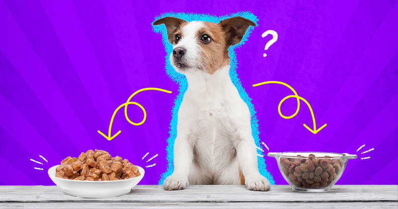 Mokra i sucha karma dla psów: Plusy, minusy i co wybrać