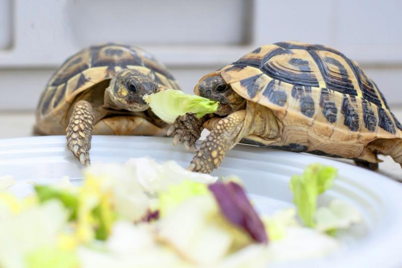 12 gatunków żółwi domowych, które pozostają małe (ze zdjęciami)