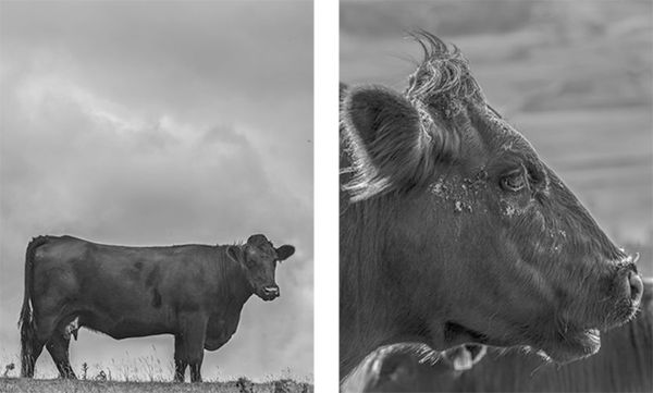 Pochodzenie walijskiego czarnego bydła