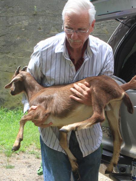 Dlaczego kozy mogą jeść trujący bluszcz bez żadnych problemów?