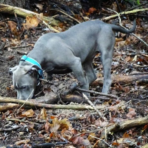 Cane Corso mieszanka buldoga amerykańskiego: Przewodnik, zdjęcia, pielęgnacja i więcej