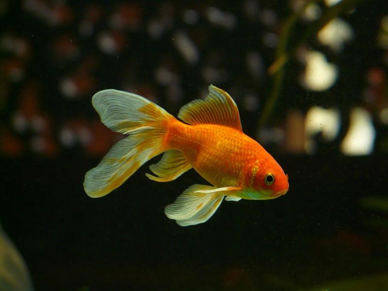 Czy złote rybki są bezpieczne do spożycia przez ludzi? Fakty i najczęściej zadawane pytania
