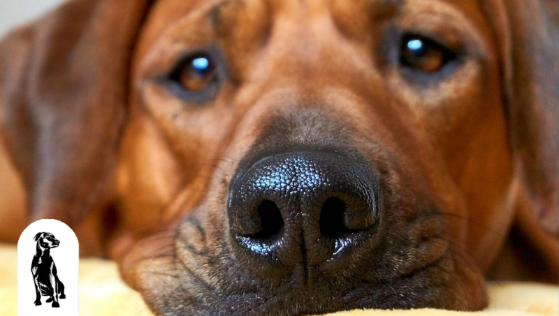 Czy pies może wyczuć ludzkie feromony? Sprawdzone przez weterynarzy fakty i najczęściej zadawane pytania