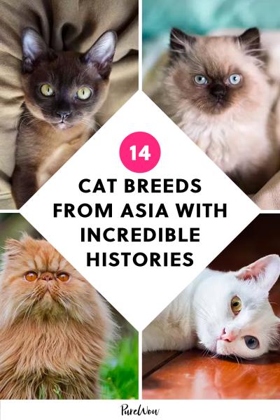 13 azjatyckich ras kotów