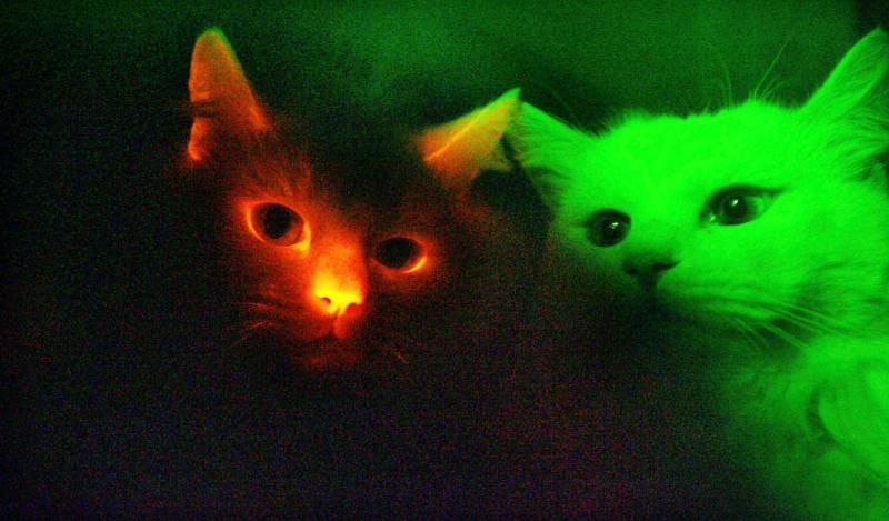 Jak koty świecą w ciemności?