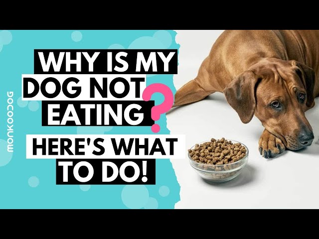 Twój pies odmawia jedzenia, ale nadal pije wodę? Oto, co musisz wiedzieć.