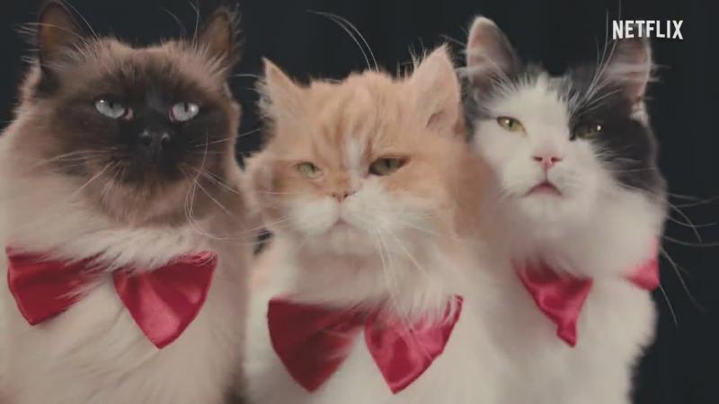 10 najlepszych filmów dokumentalnych o kotach - recenzje i rekomendacje