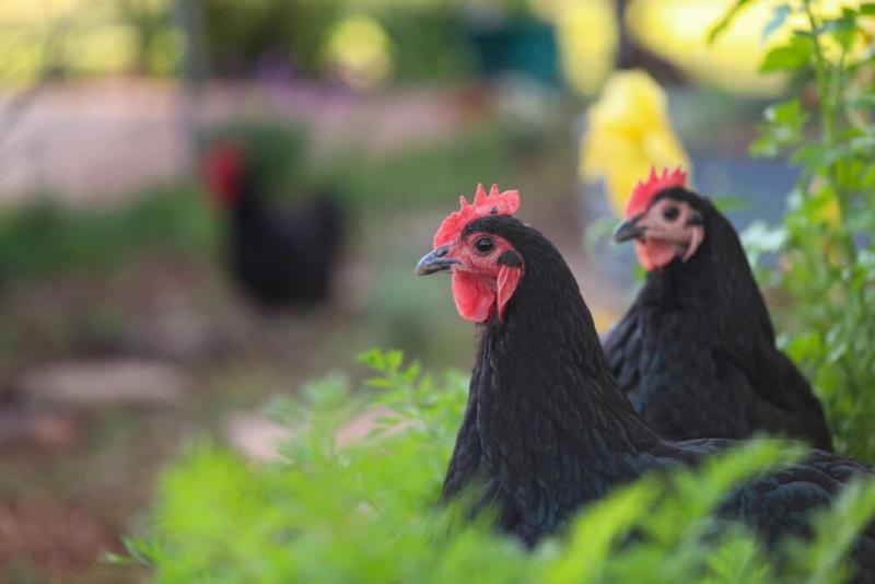 11 rodzajów czarnych ras kurczaków (ze zdjęciami)