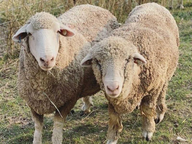 12 popularnych rodzajów owiec