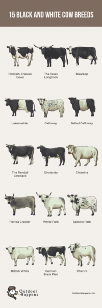 9 najpopularniejszych ras białych krów: