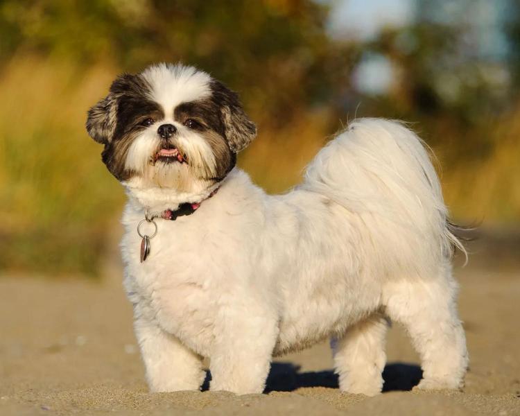 Do czego zostały wyhodowane Shih Tzu? Historia Shih Tzu