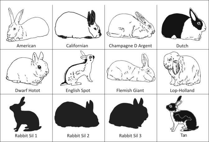 5 typowych typów budowy ciała królików (ze zdjęciami)