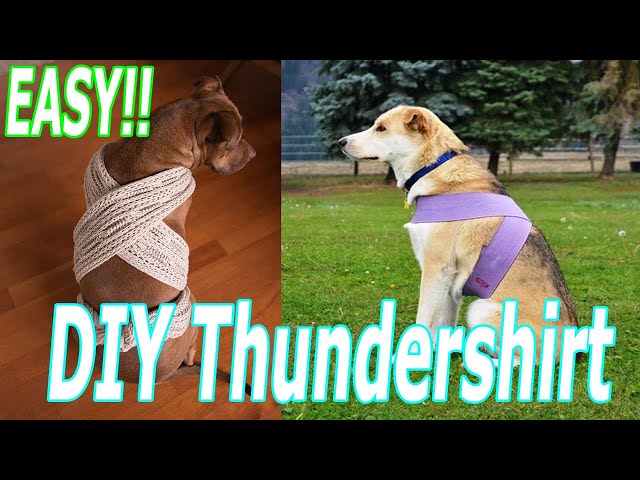 5 koszulek Thundershirt dla psów do samodzielnego wykonania w domu (ze zdjęciami)