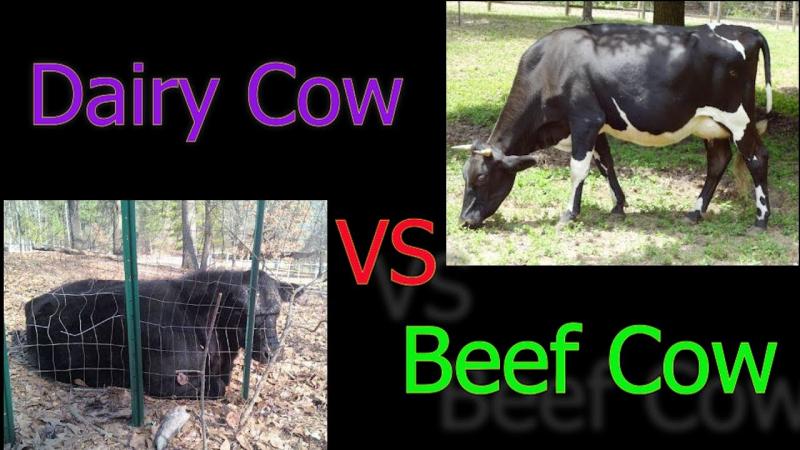 Bydło mięsne a bydło mleczne: Kluczowe różnice (ze zdjęciami)