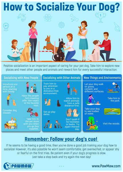 Jak socjalizować dorosłego psa: 11 prostych, ale skutecznych wskazówek