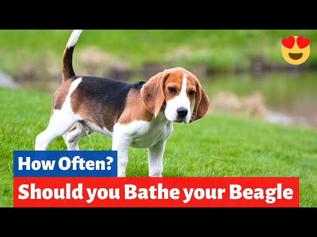 Jak pielęgnować beagle'a: 10 sprawdzonych przez weterynarza wskazówek dotyczących kąpieli i czyszczenia