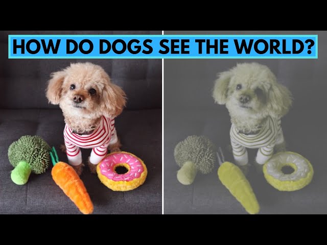 Czy psy nie widzą kolorów? Jak psy postrzegają świat