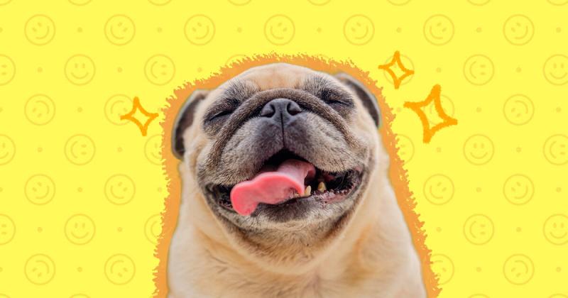 Czy psy potrafią się uśmiechać? Fakty i najczęściej zadawane pytania