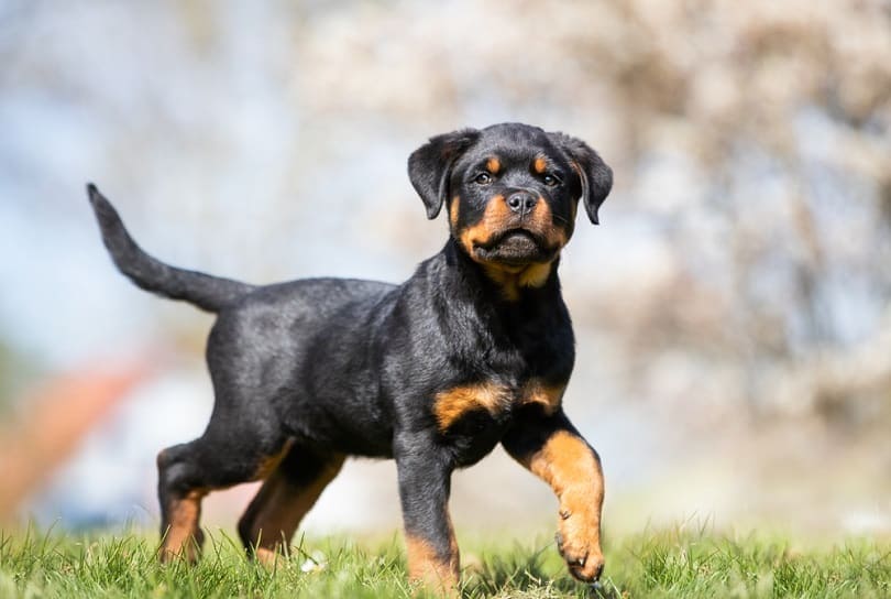 Czy powinienem obcinać ogon mojemu rottweilerowi?